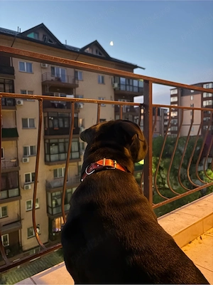 femela cane corso 1 an