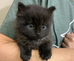 British Shorthair Black 