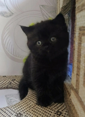 British Shorthair Black  - imagine 3