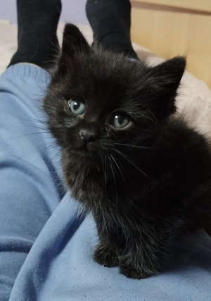British Shorthair Black  - imagine 2