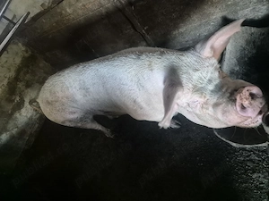 Vând porc gras 
