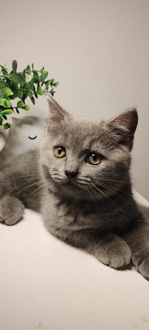 British shorthair blue pui - imagine 4