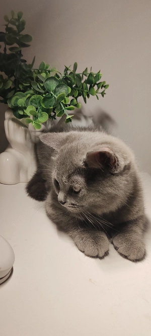 British shorthair blue pui - imagine 2