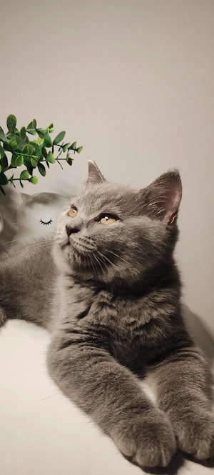 British shorthair blue pui - imagine 5