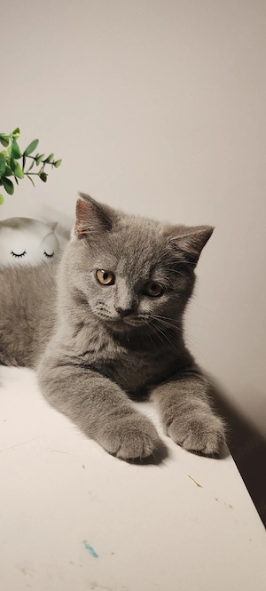 British shorthair blue pui
