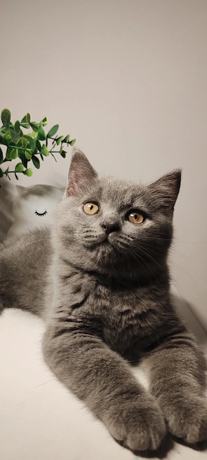 British shorthair blue pui - imagine 3