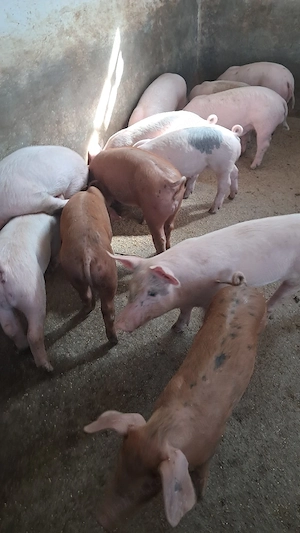 purcei landrac cu duroc  - imagine 3