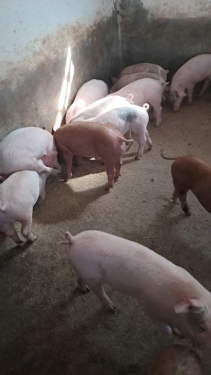 purcei landrac cu duroc  - imagine 4