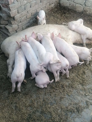 Vind purcei tot cu scroafă urgent 