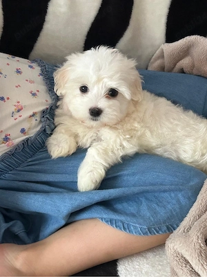 Puiuti de bichon maltez mini toy  - imagine 2
