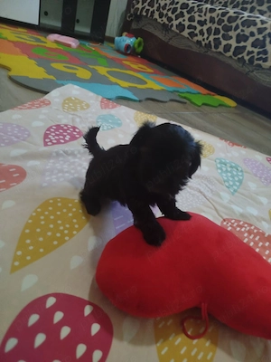 Cateluși bichon  - imagine 2