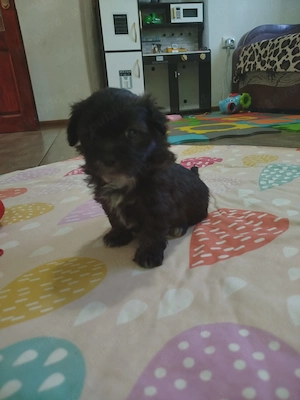 Cateluși bichon  - imagine 5