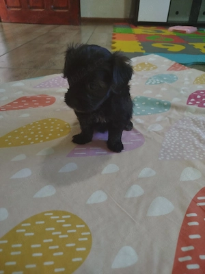Cateluși bichon  - imagine 4