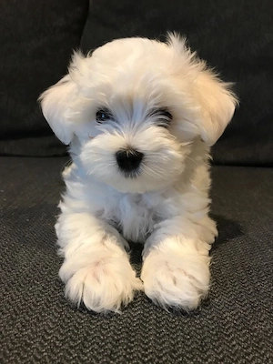 Bichon pui
