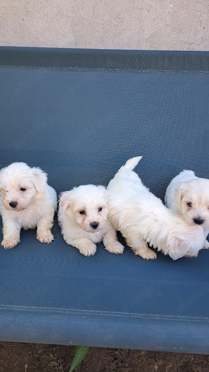 bichon maltez 