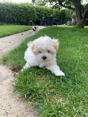 Bichon puiuți