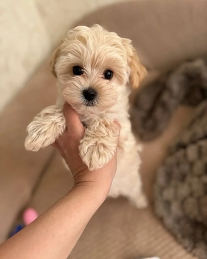Maltipoo pui