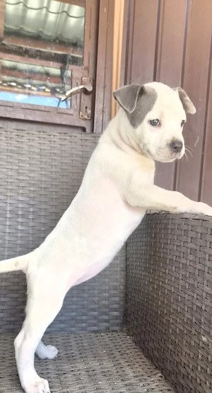 Catelusa Amstaff Blue - imagine 3