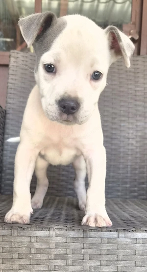 Catelusa Amstaff Blue - imagine 2