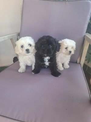 Bichon maltez!
