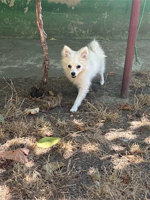 vand caine pomeranian