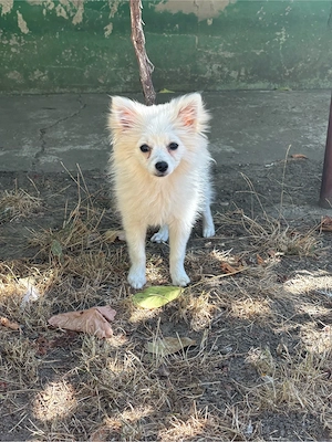 vand caine pomeranian - imagine 2