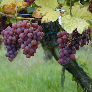 struguri de vin - imagine 4