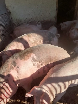 vind porci - imagine 5