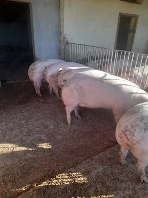 vind porci - imagine 2