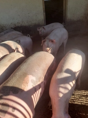 vind porci