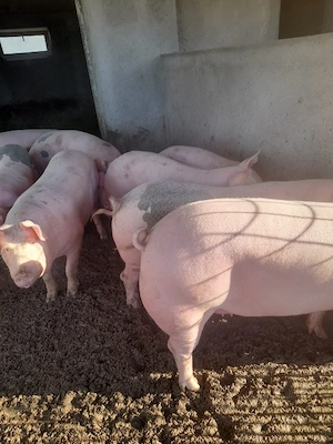 vind porci - imagine 3