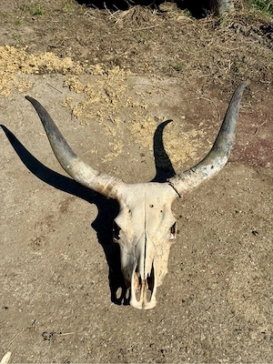 Trofeu trofee  craniu de bovina - imagine 2
