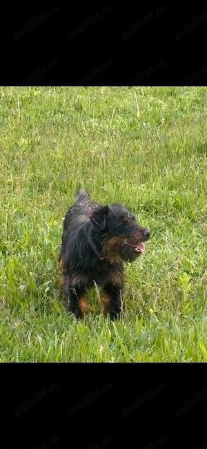 mascul jagdterrier