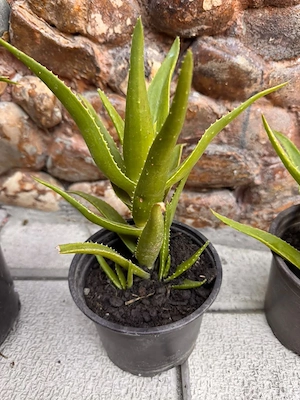 Ghiveci Aloe Vera de vânzare