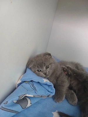 Fetita si baietel scottish fold shorthair