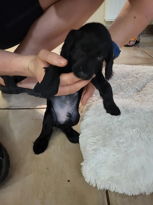 Cocker Spaniel englez - imagine 5