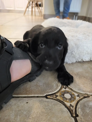 Cocker Spaniel englez - imagine 2