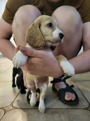 Cocker Spaniel englez - imagine 4