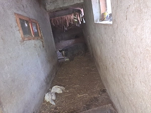 Purcei și porci rasă -crescuți natural - imagine 4