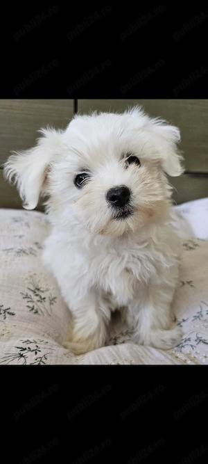 Pui Bichon Maltez 