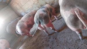 Disponibile 5 scroafe și un fost vier  - imagine 2