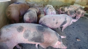 Disponibile 5 scroafe și un fost vier  - imagine 3