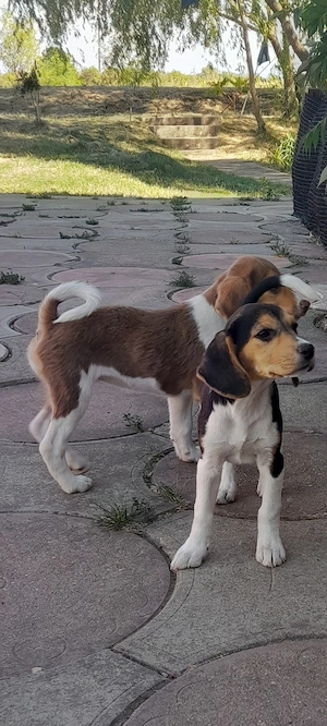 Catei Beagle - imagine 2