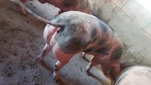 Disponibile 5 scroafe și un fost vier 