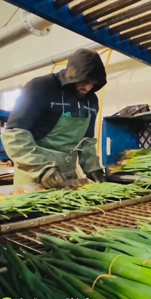 Angajam la sortat de ceapa la banda 