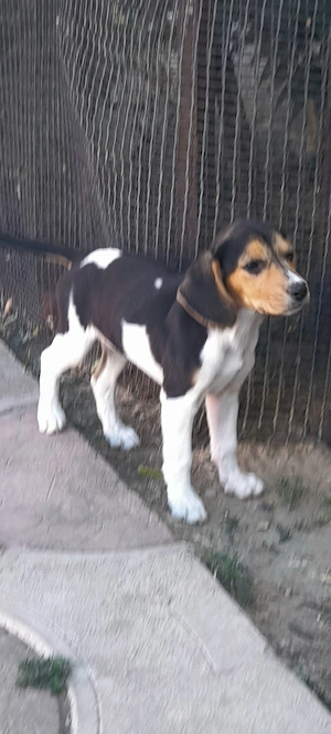 Catei Beagle