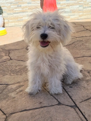Catei bichon maltez