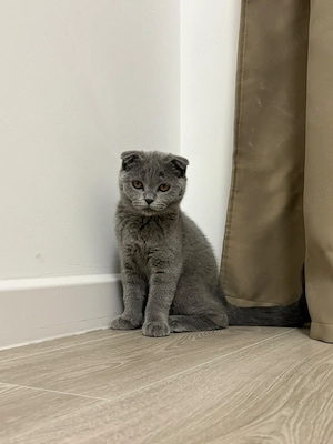 Vând pisică Scottish Fold - imagine 2