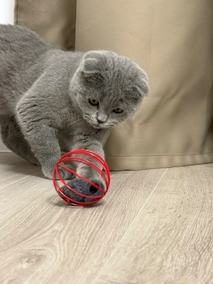Vând pisică Scottish Fold