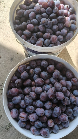Prune de vânzare 